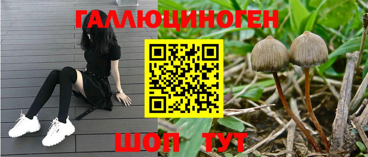 Галлюциногенные грибы Psilocybine cubensis Калуга
